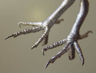 Woodpigeon and Dove Pewter Bird Feet