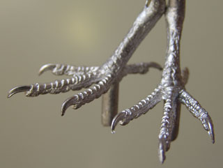 With a tarsus measurement of approximately 22mm these feet can be used for a variety of birds including Feral Pigeon and Wood Pigeon