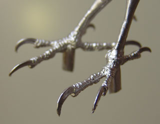 With a tarsus measurement of approximately 25mm these feet can be used for a variety of birds in the classification Dendrocopos including Greater Spotted Woodpecker