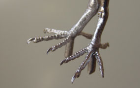 With a tarsus measurement of approximately 21mm these feet can be used for a variety of birds including Turtle Dove