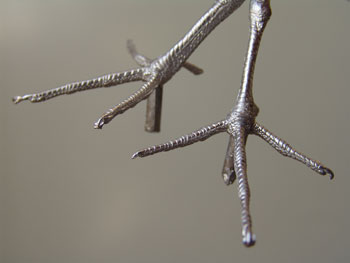 With a tarsus measurement of approximately 30mm these feet can be used for a variety of Wading birds in the Scolopax group